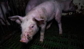 Weaner piglet with facial wound - Captured at Brownlow Piggery - Breeder Site, Brownlow SA Australia.