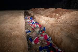 Dead pigs in a trench - Investigators discovered a large trench full of pig corpses and rubbish, in a clearing adjacent to Brownlow Piggery's grower site. - Captured at Brownlow Piggery - Grower Site, Brownlow SA Australia.