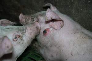 Grower pig with a large raised bump on the side of their head - Captured at Brownlow Piggery - Grower Site, Brownlow SA Australia.