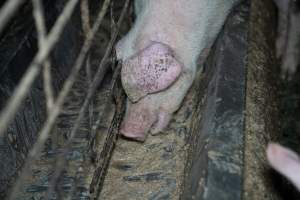 Grower pigs - Captured at Brownlow Piggery - Grower Site, Brownlow SA Australia.