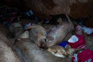 Dead pigs in a trench - Investigators discovered a large trench full of pig corpses and rubbish, in a clearing adjacent to Brownlow Piggery's grower site. - Captured at Brownlow Piggery - Grower Site, Brownlow SA Australia.
