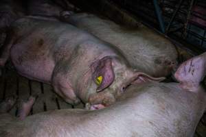Sows in group pen - Captured at Brownlow Piggery - Breeder Site, Brownlow SA Australia.