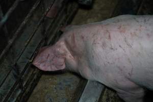 Grower pigs - Captured at Brownlow Piggery - Grower Site, Brownlow SA Australia.