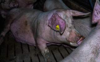 Sows in group pen - Captured at Brownlow Piggery - Breeder Site, Brownlow SA Australia.