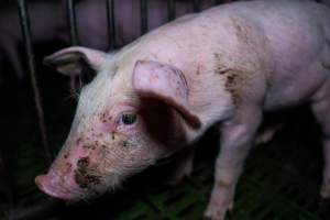 Weaner piglet with facial wound - Captured at Brownlow Piggery - Breeder Site, Brownlow SA Australia.