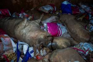 Dead pigs in a trench - Investigators discovered a large trench full of pig corpses and rubbish, in a clearing adjacent to Brownlow Piggery's grower site. - Captured at Brownlow Piggery - Grower Site, Brownlow SA Australia.