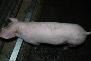 Grower pigs - Captured at Brownlow Piggery - Grower Site, Brownlow SA Australia.