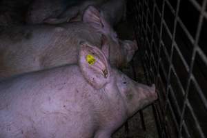 Sows in group pen - Captured at Brownlow Piggery - Breeder Site, Brownlow SA Australia.
