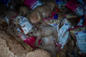 Dead pigs in a trench - Investigators discovered a large trench full of pig corpses and rubbish, in a clearing adjacent to Brownlow Piggery's grower site. - Captured at Brownlow Piggery - Grower Site, Brownlow SA Australia.