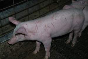 Grower pigs - Captured at Brownlow Piggery - Grower Site, Brownlow SA Australia.