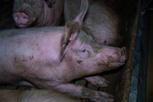 Sows in group pen - Captured at Brownlow Piggery - Breeder Site, Brownlow SA Australia.