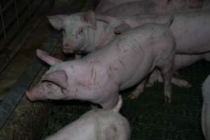 Grower pigs - Captured at Brownlow Piggery - Grower Site, Brownlow SA Australia.