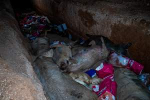 Dead pigs in a trench - Investigators discovered a large trench full of pig corpses and rubbish, in a clearing adjacent to Brownlow Piggery's grower site. - Captured at Brownlow Piggery - Grower Site, Brownlow SA Australia.