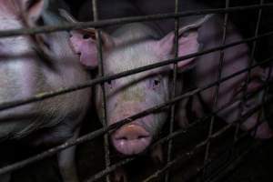 Sows at front bars of group pen - Captured at Brownlow Piggery - Breeder Site, Brownlow SA Australia.