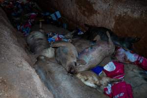 Dead pigs in a trench - Investigators discovered a large trench full of pig corpses and rubbish, in a clearing adjacent to Brownlow Piggery's grower site. - Captured at Brownlow Piggery - Grower Site, Brownlow SA Australia.