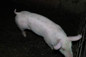 Grower pigs - Captured at Brownlow Piggery - Grower Site, Brownlow SA Australia.