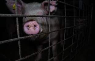 Sow at front bars of group pen - Captured at Brownlow Piggery - Breeder Site, Brownlow SA Australia.