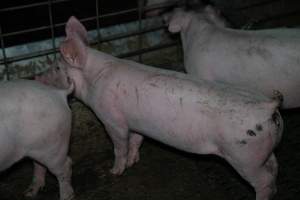 Grower pigs - Captured at Brownlow Piggery - Grower Site, Brownlow SA Australia.