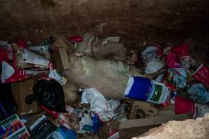 Dead pigs in a trench - Investigators discovered a large trench full of pig corpses and rubbish, in a clearing adjacent to Brownlow Piggery's grower site. - Captured at Brownlow Piggery - Grower Site, Brownlow SA Australia.