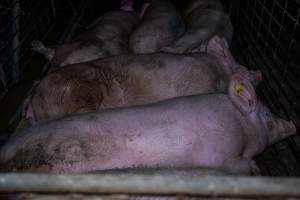 Sows in group pen - Captured at Brownlow Piggery - Breeder Site, Brownlow SA Australia.