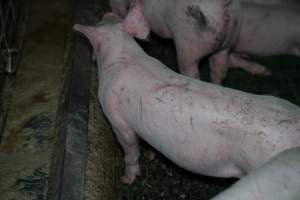 Grower pigs - Captured at Brownlow Piggery - Grower Site, Brownlow SA Australia.