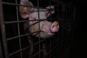 Sow biting bars at front of group pen - Captured at Brownlow Piggery - Breeder Site, Brownlow SA Australia.