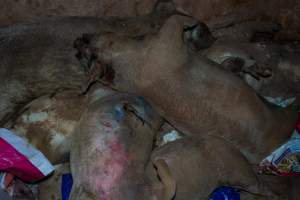 Dead pigs in a trench - Investigators discovered a large trench full of pig corpses and rubbish, in a clearing adjacent to Brownlow Piggery's grower site. - Captured at Brownlow Piggery - Grower Site, Brownlow SA Australia.