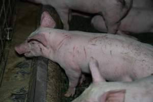 Grower pigs - Captured at Brownlow Piggery - Grower Site, Brownlow SA Australia.