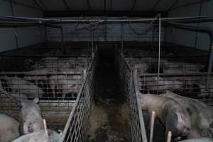 Grower pigs - Captured at Brownlow Piggery - Grower Site, Brownlow SA Australia.