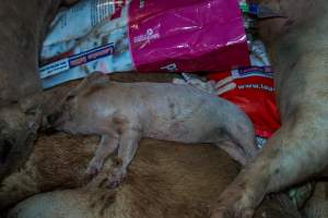 Dead pigs in a trench - Investigators discovered a large trench full of pig corpses and rubbish, in a clearing adjacent to Brownlow Piggery's grower site. - Captured at Brownlow Piggery - Grower Site, Brownlow SA Australia.