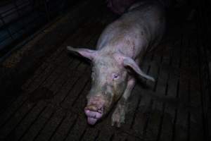 Sow in group pen - Captured at Brownlow Piggery - Breeder Site, Brownlow SA Australia.