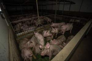 Grower pigs - Captured at Brownlow Piggery - Grower Site, Brownlow SA Australia.
