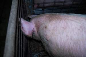 Sow facing corner of group pen - Captured at Brownlow Piggery - Breeder Site, Brownlow SA Australia.