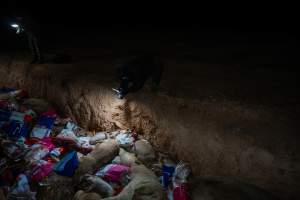 Dead pigs in a trench - Investigators discovered a large trench full of pig corpses and rubbish, in a clearing adjacent to Brownlow Piggery's grower site. - Captured at Brownlow Piggery - Grower Site, Brownlow SA Australia.