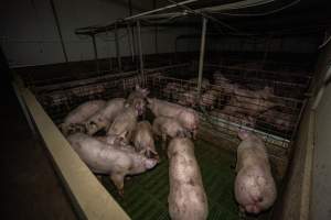 Grower pigs - Captured at Brownlow Piggery - Grower Site, Brownlow SA Australia.