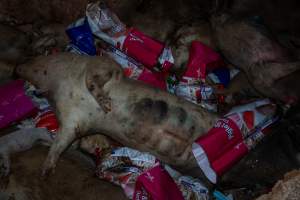 Dead pigs in a trench - Investigators discovered a large trench full of pig corpses and rubbish, in a clearing adjacent to Brownlow Piggery's grower site. - Captured at Brownlow Piggery - Grower Site, Brownlow SA Australia.
