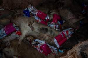 Dead pigs in a trench - Investigators discovered a large trench full of pig corpses and rubbish, in a clearing adjacent to Brownlow Piggery's grower site. - Captured at Brownlow Piggery - Grower Site, Brownlow SA Australia.
