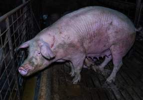 Sow with scratches in group pen - Captured at Brownlow Piggery - Breeder Site, Brownlow SA Australia.