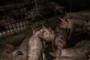 Grower pigs - Captured at Brownlow Piggery - Grower Site, Brownlow SA Australia.