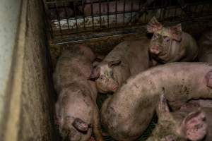 Grower pigs - Captured at Brownlow Piggery - Grower Site, Brownlow SA Australia.