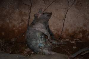 Dead pigs in a trench - Investigators discovered a large trench full of pig corpses and rubbish, in a clearing adjacent to Brownlow Piggery's grower site. - Captured at Brownlow Piggery - Grower Site, Brownlow SA Australia.