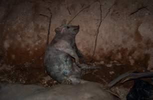 Dead pigs in a trench - Investigators discovered a large trench full of pig corpses and rubbish, in a clearing adjacent to Brownlow Piggery's grower site. - Captured at Brownlow Piggery - Grower Site, Brownlow SA Australia.