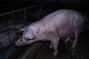 Sow with scratches in group pen - Captured at Brownlow Piggery - Breeder Site, Brownlow SA Australia.