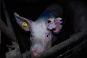 Sow with floppy piece of ear - Excessive ear notching - Captured at Brownlow Piggery - Breeder Site, Brownlow SA Australia.