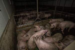 Grower pigs - Captured at Brownlow Piggery - Grower Site, Brownlow SA Australia.
