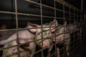 Grower pigs - Captured at Brownlow Piggery - Grower Site, Brownlow SA Australia.