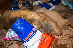 Dead pigs in a trench - Investigators discovered a large trench full of pig corpses and rubbish, in a clearing adjacent to Brownlow Piggery's grower site. - Captured at Brownlow Piggery - Grower Site, Brownlow SA Australia.