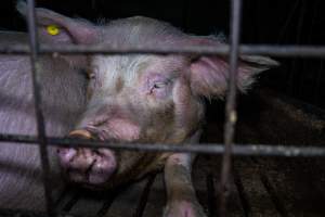 Sow's face through bars of group pen - Captured at Brownlow Piggery - Breeder Site, Brownlow SA Australia.