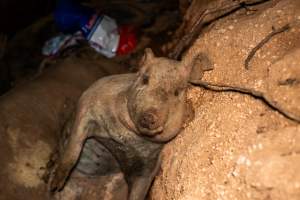 Dead pigs in a trench - Investigators discovered a large trench full of pig corpses and rubbish, in a clearing adjacent to Brownlow Piggery's grower site. - Captured at Brownlow Piggery - Grower Site, Brownlow SA Australia.
