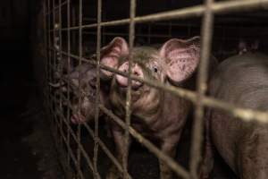 Grower pigs - Captured at Brownlow Piggery - Grower Site, Brownlow SA Australia.